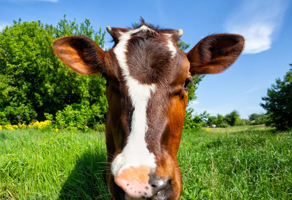 Neospora caninum – Neosporose