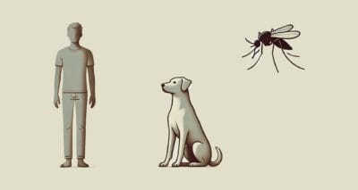 Informes técnicos: Leishmaniose