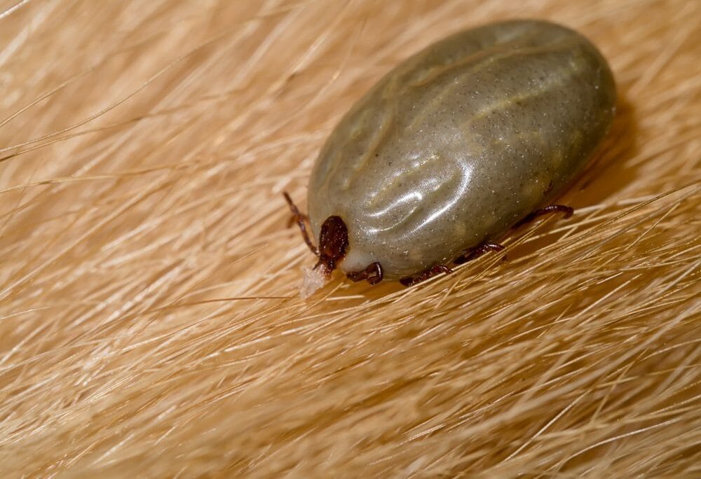 Anaplasma marginale e Babesia spp. – Tristeza Parasitaria Bovina (TPB)